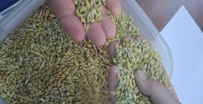 Keşan’da Ilk Arpa Hasadı Satıldı… İlk Ürün 17,50 Tl’den Satıldı