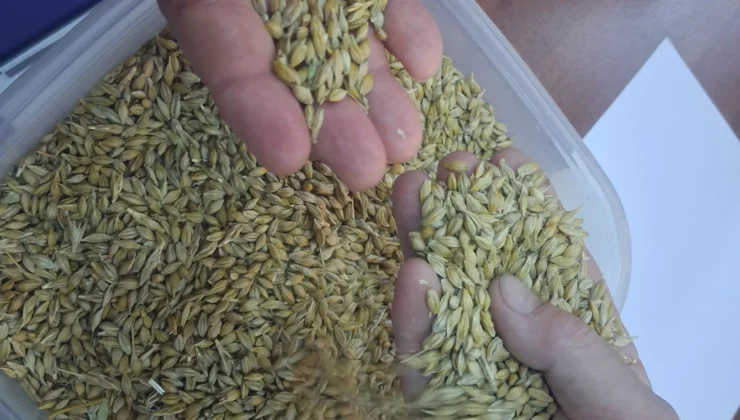 Keşan’da Ilk Arpa Hasadı Satıldı… İlk Ürün 17,50 Tl’den Satıldı