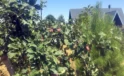 Ali Dağı'Nda Sıradışı Gelişme!