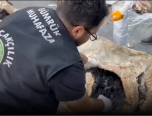Hamzabeyli'Nde Yaban Hayvanı Kaçakçılığına Darbe! 2 Vaşak Ve 2 Serval Kurtarıldı