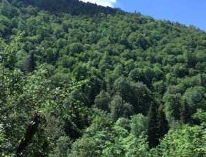 Porsuk Ağaçları Tehlikede: Bilim İnsanları Koruma İçin Harekete Geçti