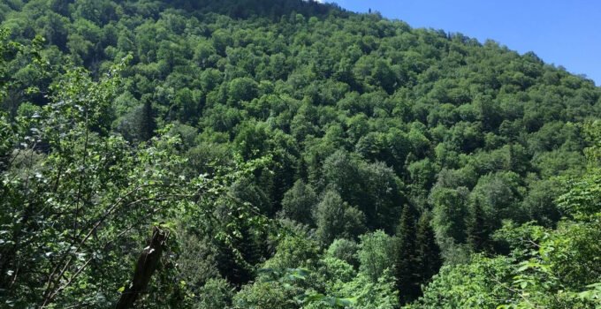 Porsuk Ağaçları Tehlikede: Bilim İnsanları Koruma İçin Harekete Geçti