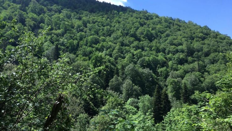 Porsuk Ağaçları Tehlikede: Bilim İnsanları Koruma İçin Harekete Geçti