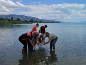 İznik Gölü'Ne 2 Bin 500 Yayın Balığı Yavrusu Bırakıldı