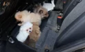 Kapıkule’de Araçta Gizlenen 5 Yavru Köpek Ele Geçirildi