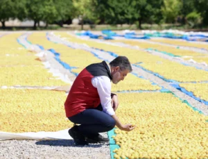 Malatya Kayısısında Bereket
