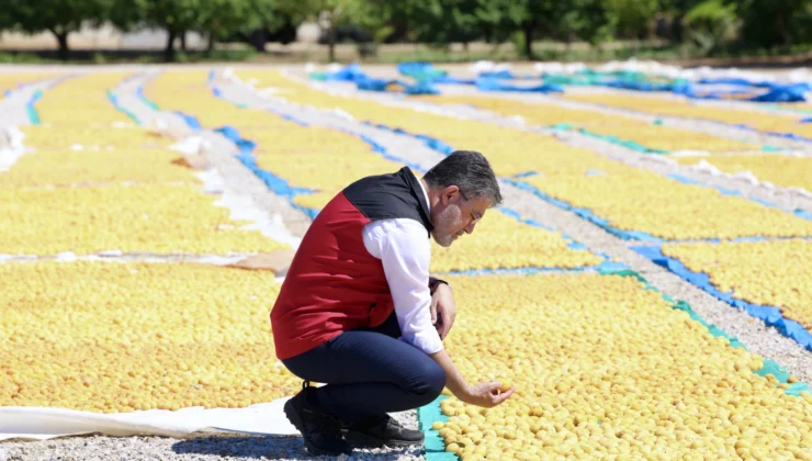 Malatya Kayısısında Bereket