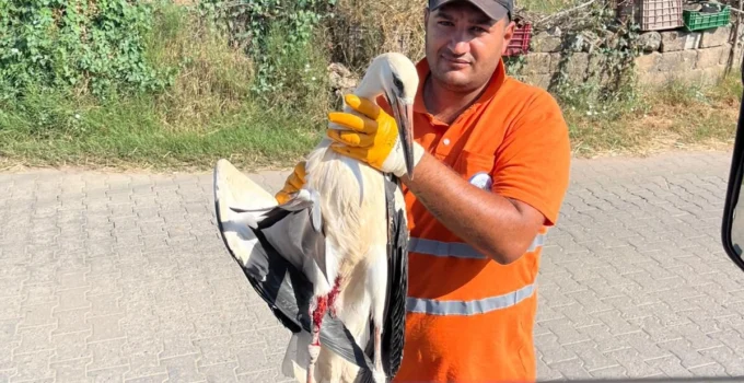 Muğla Milas'Ta Yaralı Leyleğin Imdadına Yetişti