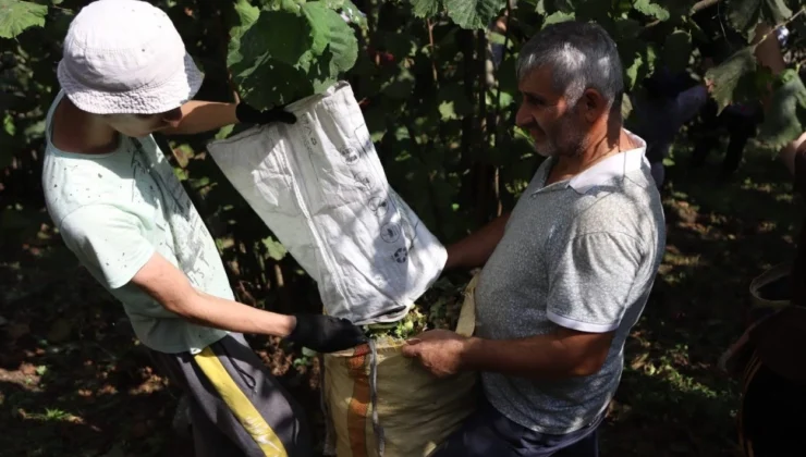 Ordu’da Fındık Hasadı Için Işçi Başvuruları Sürüyor