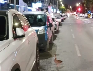 Trafiği Durdurup Ördeği Kurtardılar