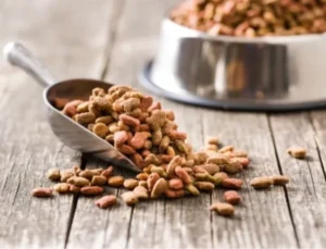 Yeni Yapılan 31 Bilimsel Araştırmaya Göre, Vegan Köpek Maması Ve Vegan Kedi Mamasının Iyi Sindirildiğini Ortaya Koydu