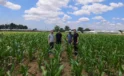 Büyükşehir’den Kocaeli Tarımına Yeni Mısır Hamlesi