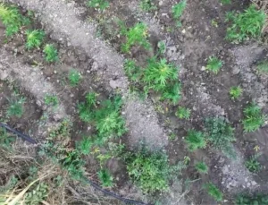 Diyarbakır’da 247 Bin Kök Kenevire Imha