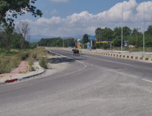Mandalar karayoluna çıktı, sürücüler yavaşlamak zorunda kaldı
