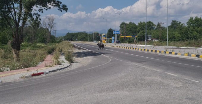 Mandalar karayoluna çıktı, sürücüler yavaşlamak zorunda kaldı