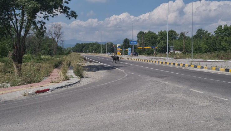 Mandalar karayoluna çıktı, sürücüler yavaşlamak zorunda kaldı