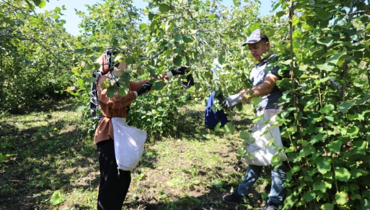 Ordu’da Fındık Hasadında Işçi Sorununa Çözüm