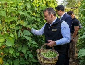 Pazaryeri Boncuğu’nda Hasat Vakti