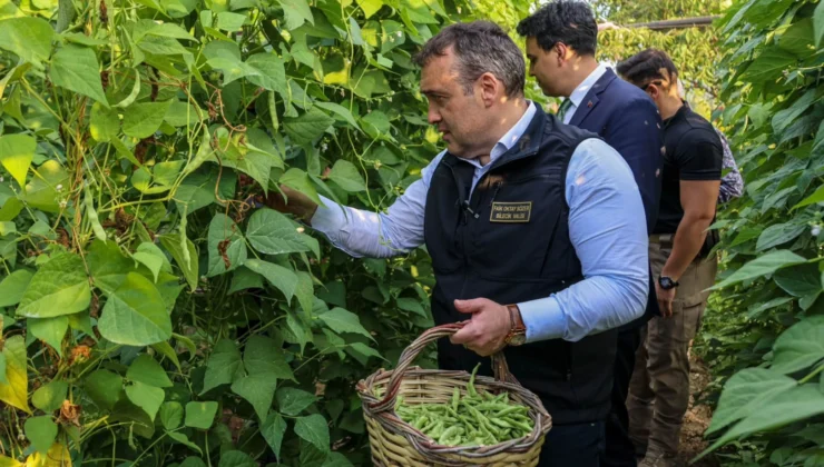 Pazaryeri Boncuğu’nda Hasat Vakti