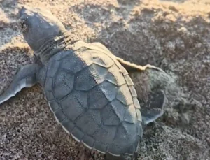 Akyatan’da Deniz Kaplumbağaları Için Seferberlik