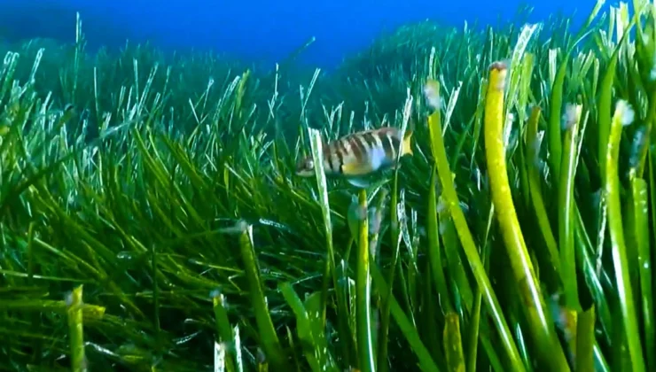 Deniz Çayırları Akdeniz'E Nefes Veriyor… Koruma Için Göcek Pilot Bölge Oldu