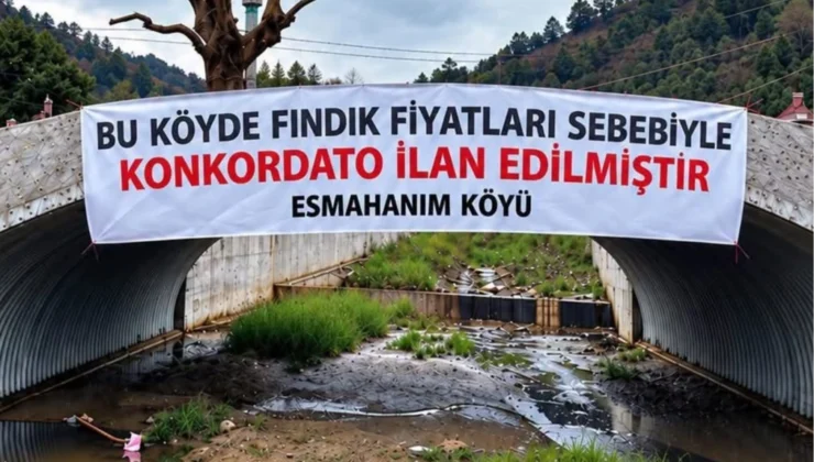Düzce Akçakoca’da Üreticinin Fındık Fiyatı Tepkisi