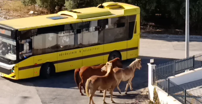 Mudanya'Da Başıboş Atlar Tehlike Oluşturdu