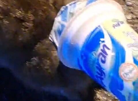 Kafasına ayran kabı sıkışan kedi, yardım için itfaiyeye gitti.