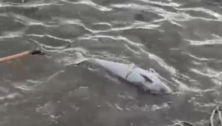 Karadeniz Ereğli’de fırtınanın ardından ölü yunus sahile vurdu