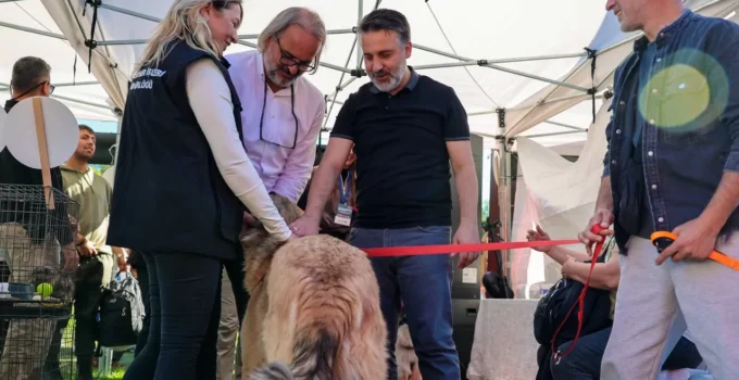 Bursa Büyükşehir'Den Can Dostları Için Yuva Seferberliği