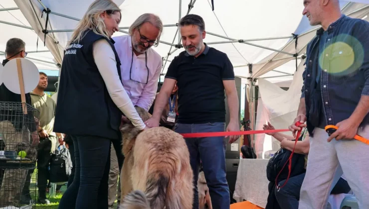 Bursa Büyükşehir'Den Can Dostları Için Yuva Seferberliği