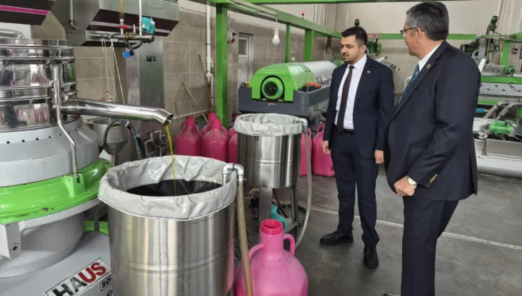 Manisa'Da Zeytin Üreticisi Isyanda