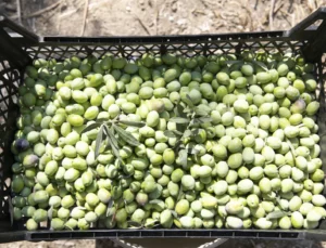 Mersin’de Zeytin Fidanları Ürün Verdi