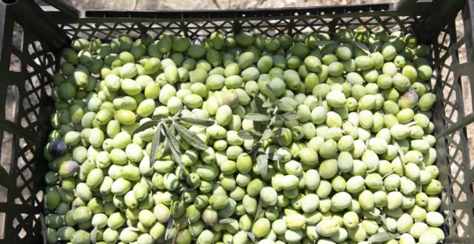 Mersin’de Zeytin Fidanları Ürün Verdi