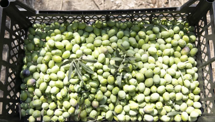 Mersin’de Zeytin Fidanları Ürün Verdi